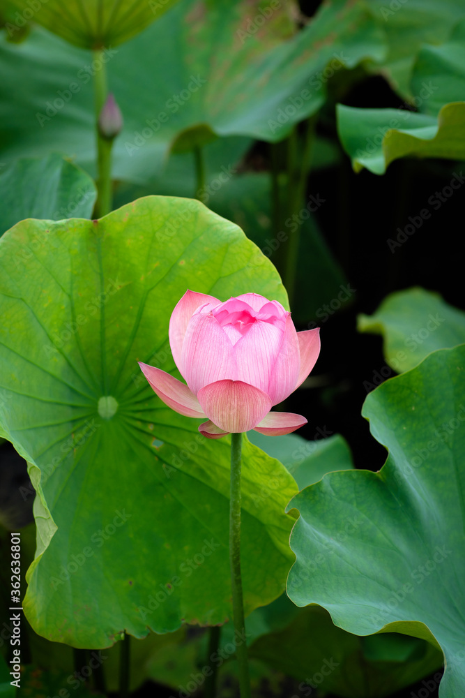 Lotus Flower at Taipei Botanical Garden in Taipei, Taiwan. Lotus Flower at Taipei Botanical Garden in Taipei, Taiwan.