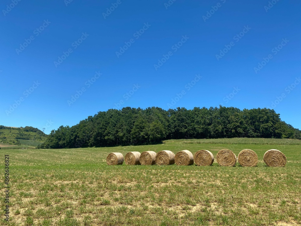 Hay bales in the nature reserve of the sources of Belbo near Camerana, Piedmont - Italy