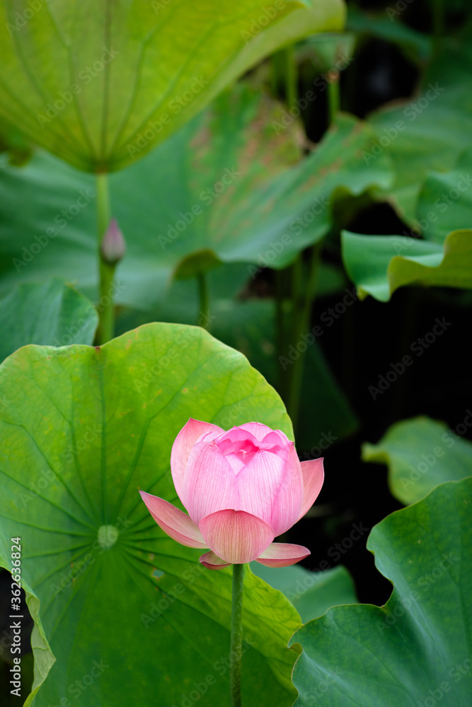 Lotus Flower at Taipei Botanical Garden in Taipei, Taiwan.