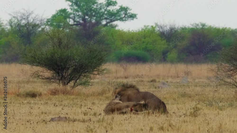 Two African Male Lions Fighting With Each Other On The Grass In Kgalagadi, Botswana.. -wide shot Two African Male Lions Fighting With Each Other On The Grass In Kgalagadi, Botswana.. -wide shot