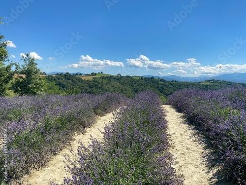 Lavender field in Paroldo, Piedmont - Italy