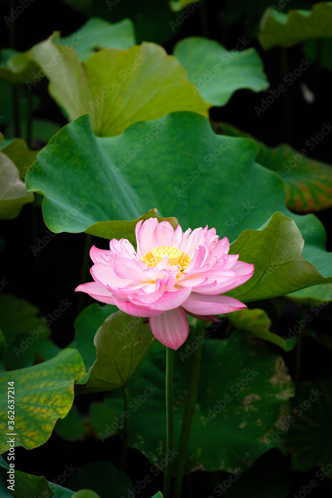 Lotus Flower at Taipei Botanical Garden in Taipei, Taiwan.