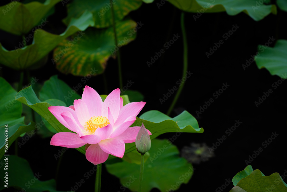 Lotus Flower at Taipei Botanical Garden in Taipei, Taiwan. Lotus Flower at Taipei Botanical Garden in Taipei, Taiwan.