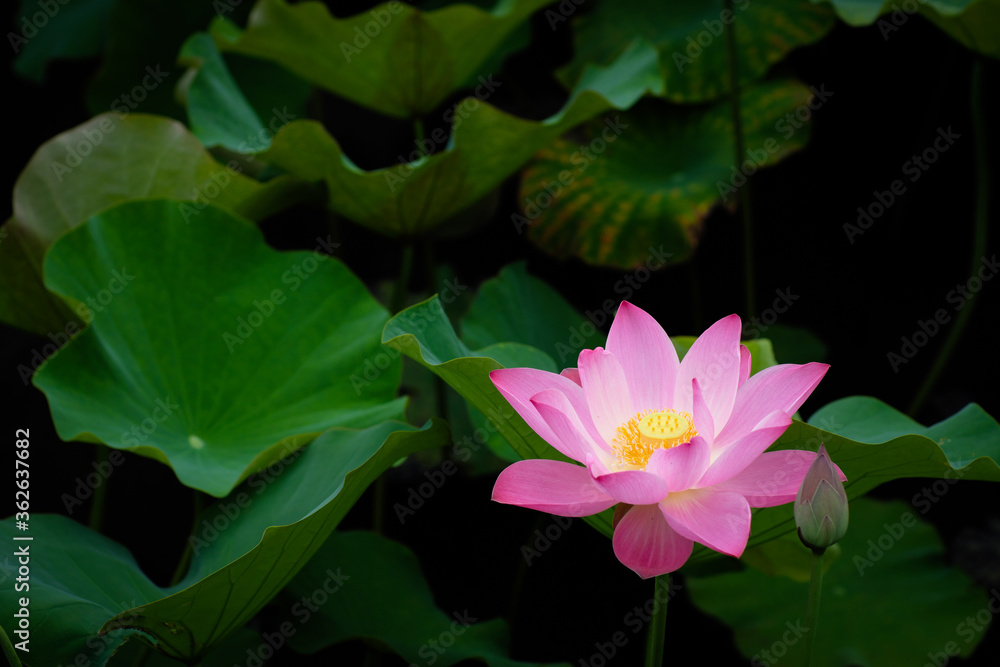 Lotus Flower at Taipei Botanical Garden in Taipei, Taiwan. Lotus Flower at Taipei Botanical Garden in Taipei, Taiwan.