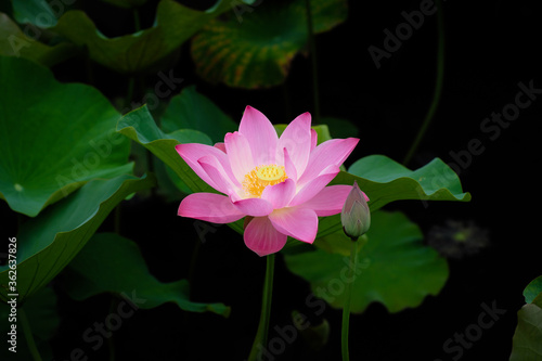 Lotus Flower at Taipei Botanical Garden in Taipei  Taiwan.