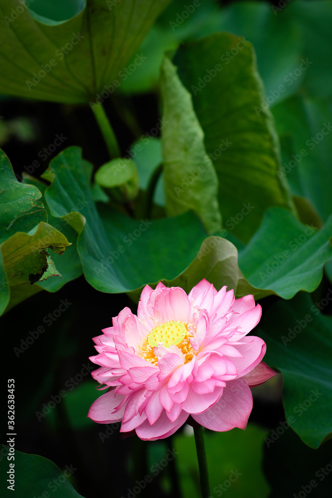 Lotus Flower at Taipei Botanical Garden in Taipei, Taiwan. Lotus Flower at Taipei Botanical Garden in Taipei, Taiwan.