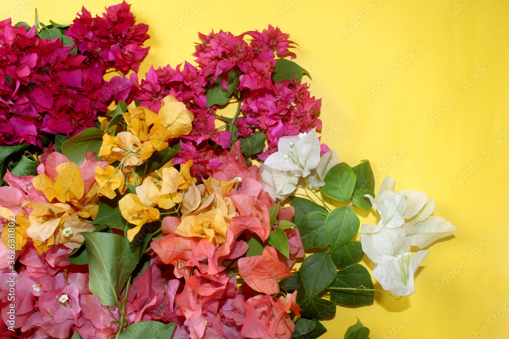 Fototapeta premium colorful flowers frame greeting background