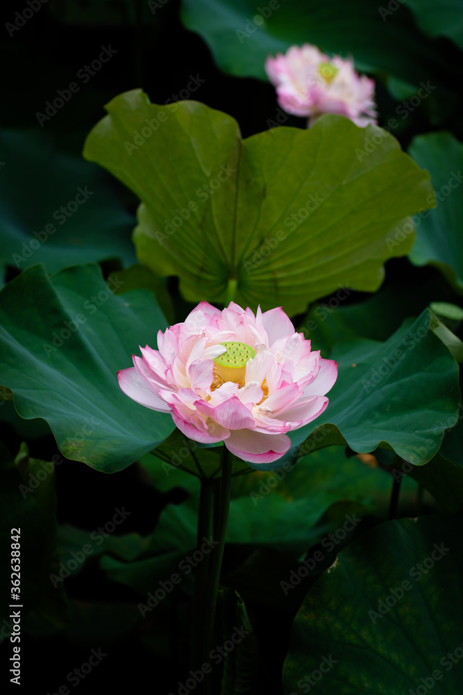 Lotus Flower at Taipei Botanical Garden in Taipei, Taiwan.