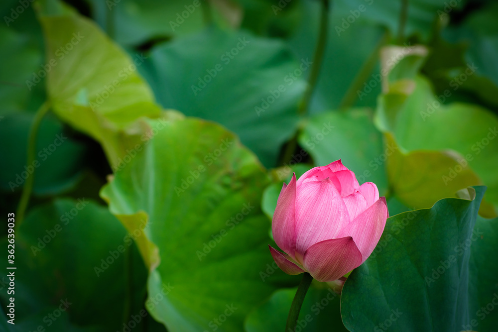 Lotus Flower at Taipei Botanical Garden in Taipei, Taiwan.