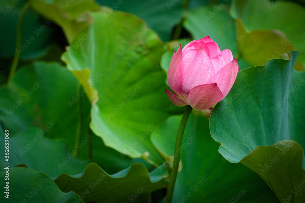 Lotus Flower at Taipei Botanical Garden in Taipei, Taiwan.