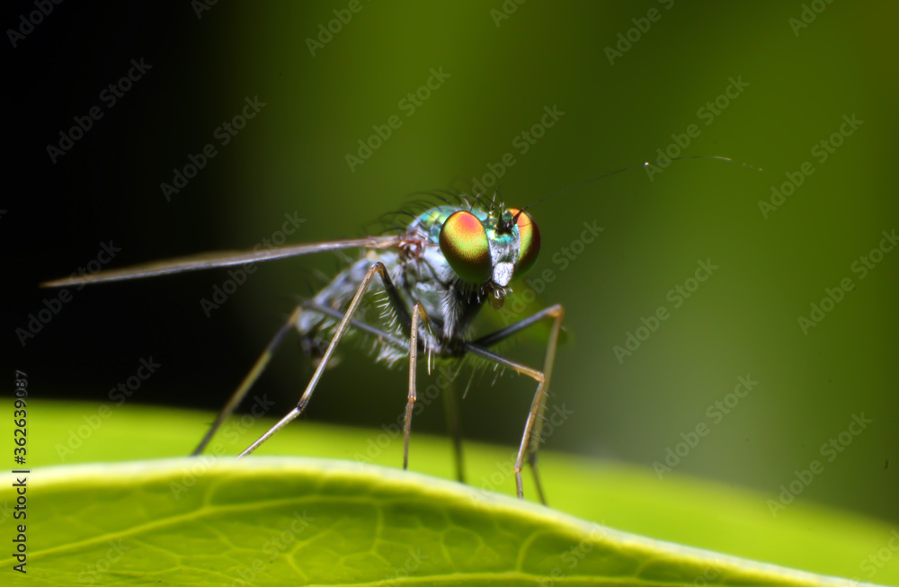 Fototapeta premium fly on leaf
