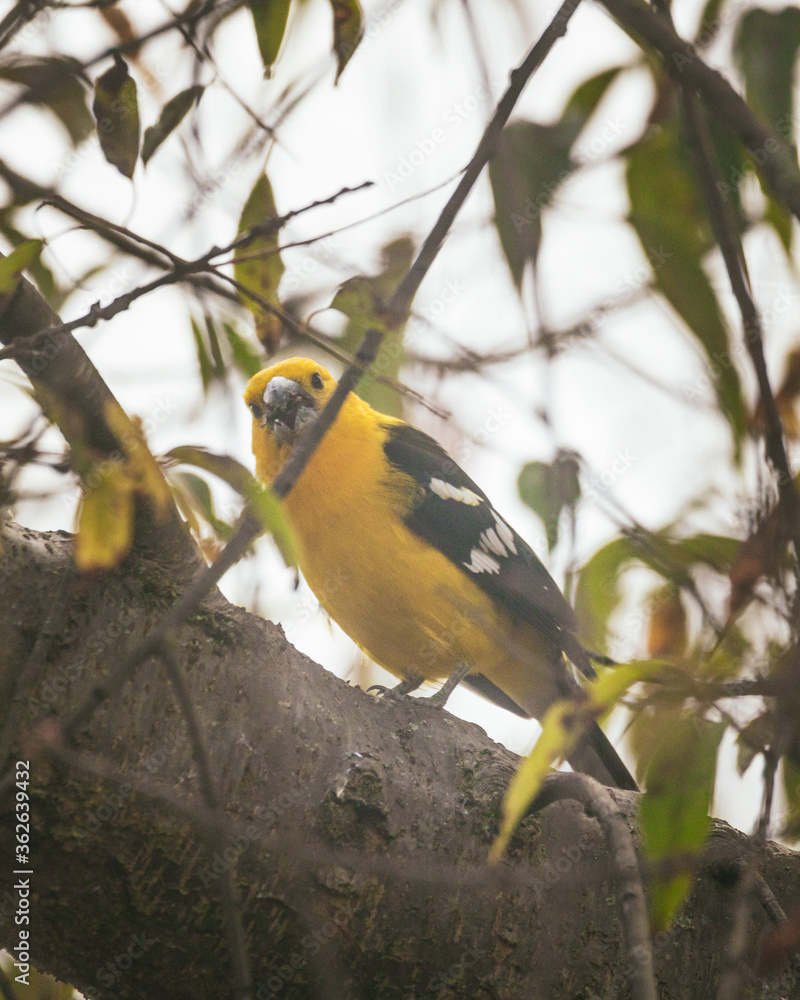 Naklejka premium yellow billed hornbill