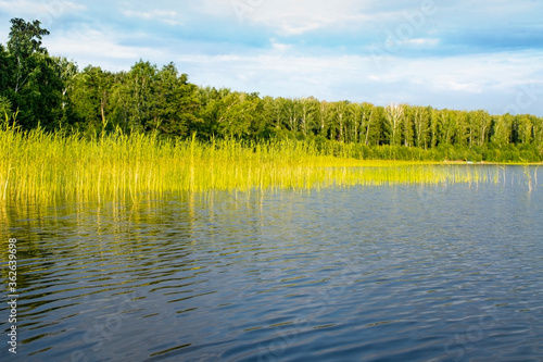 Landscape of the lake with coastal greenery, reeds against the background of the forest and blue sky