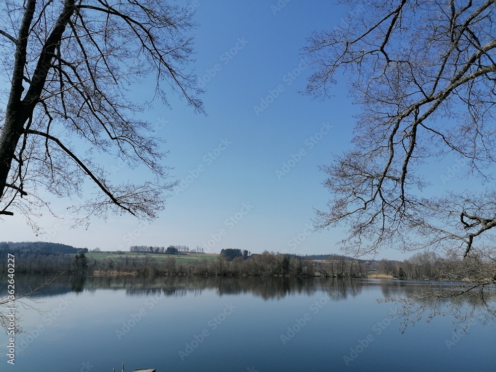 Obraz premium tree on the lake