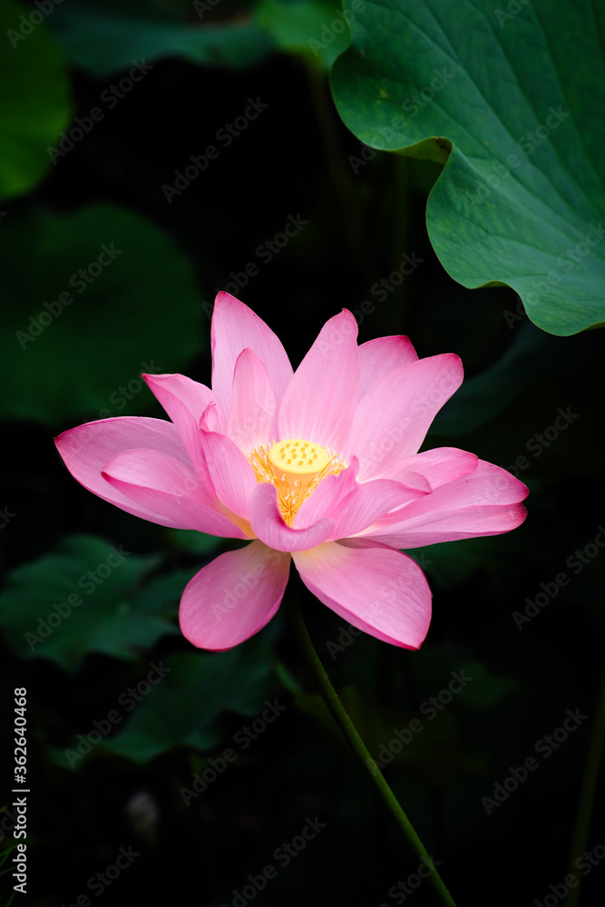 Lotus Flower at Taipei Botanical Garden in Taipei, Taiwan.