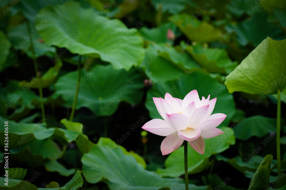 Lotus Flower at Taipei Botanical Garden in Taipei, Taiwan.