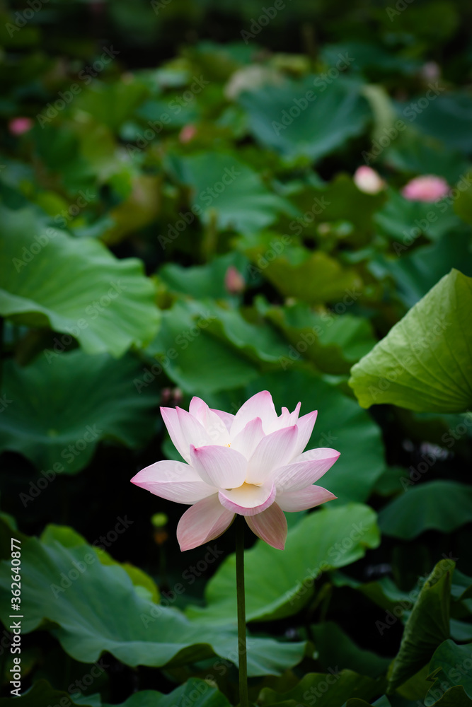 Lotus Flower at Taipei Botanical Garden in Taipei, Taiwan. Lotus Flower at Taipei Botanical Garden in Taipei, Taiwan.