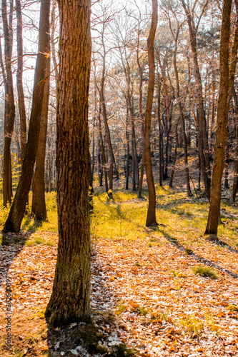 Beautiful natural nature sunset light in a idyllic forest with golden autumn light and peaceful scenery. Enjoy the mountain landscape. German places. Harz Mountains, Harz National Park in Germany.