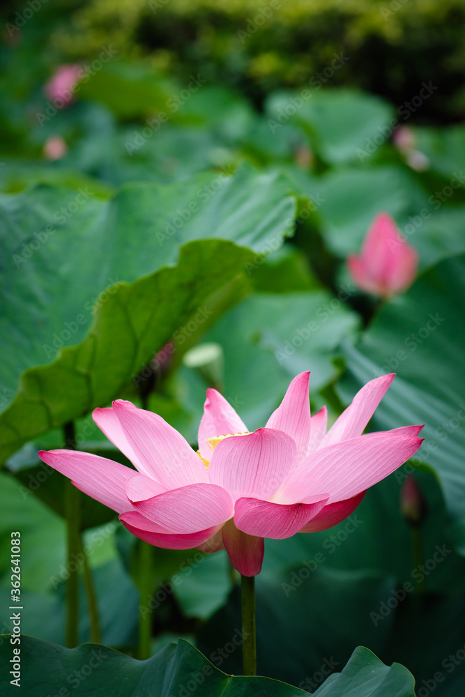Lotus Flower at Taipei Botanical Garden in Taipei, Taiwan. Lotus Flower at Taipei Botanical Garden in Taipei, Taiwan.