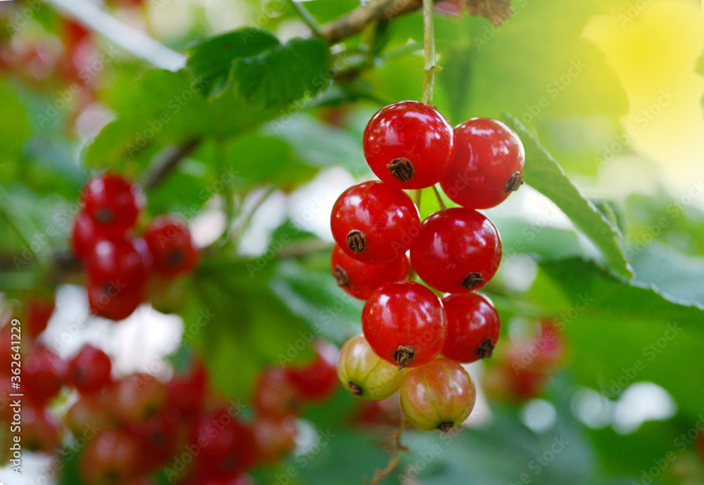 Closeup of red currant (ribes rubrum) fruits on a branch between green leaves in the sun.