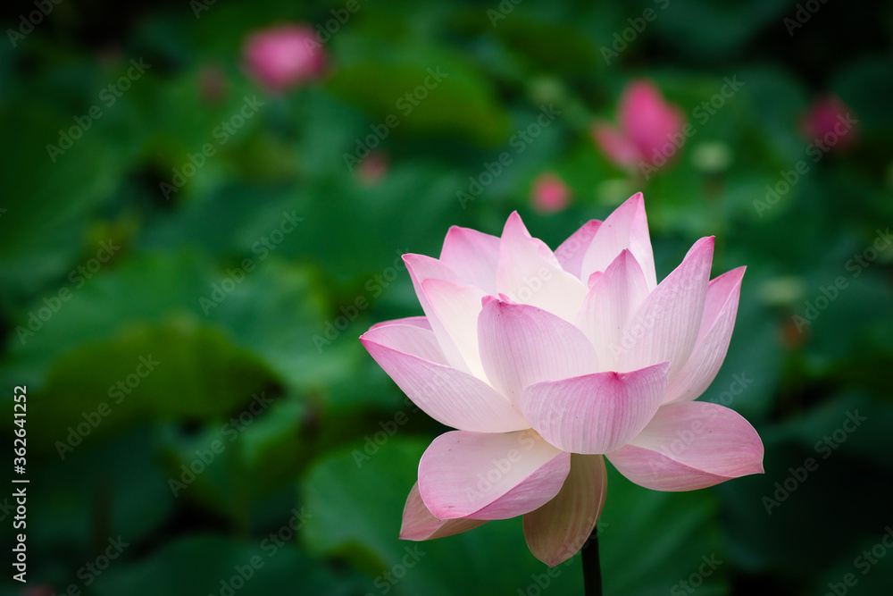 Lotus Flower at Taipei Botanical Garden in Taipei, Taiwan. Lotus Flower at Taipei Botanical Garden in Taipei, Taiwan.