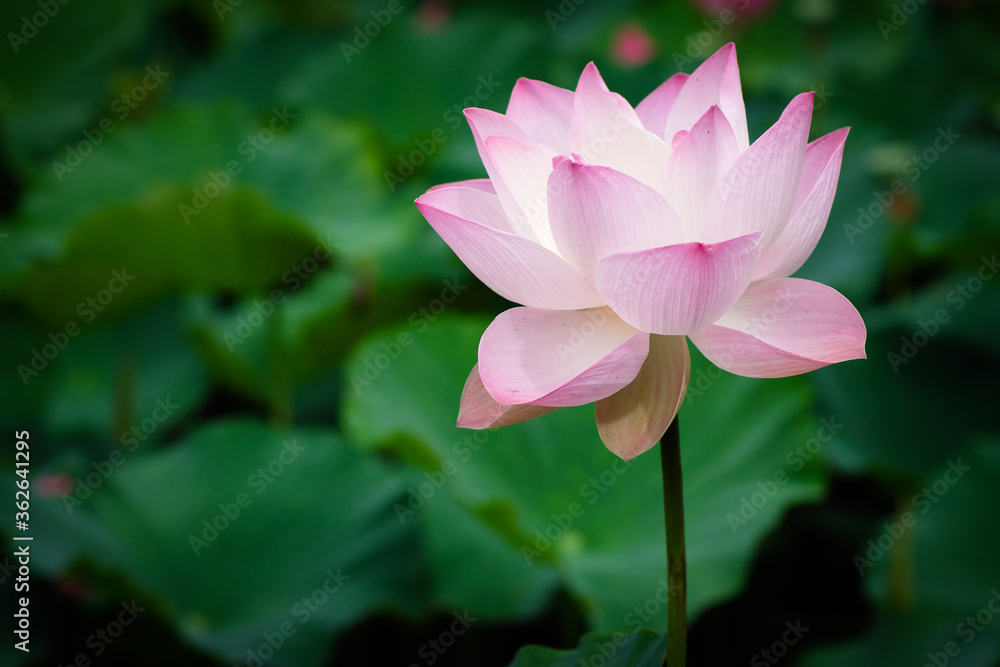 Lotus Flower at Taipei Botanical Garden in Taipei, Taiwan. Lotus Flower at Taipei Botanical Garden in Taipei, Taiwan.