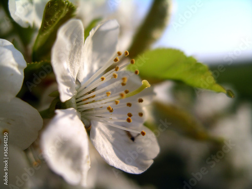 White flower with leaves on apple tree