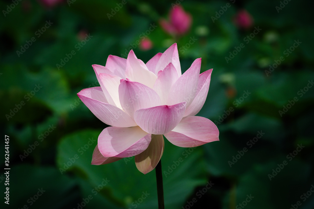 Fototapeta premium Lotus Flower at Taipei Botanical Garden in Taipei, Taiwan.