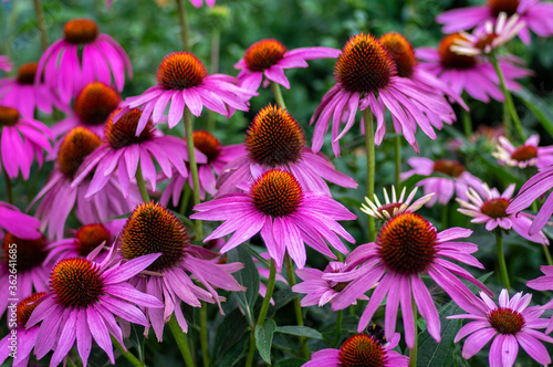 Echinacea purpurea flowering coneflowers, group of ornamental medicinal plants in bloom