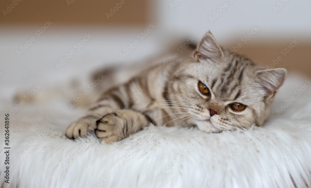 Niedliche BKH Tabby Katze entspannt auf der Couch