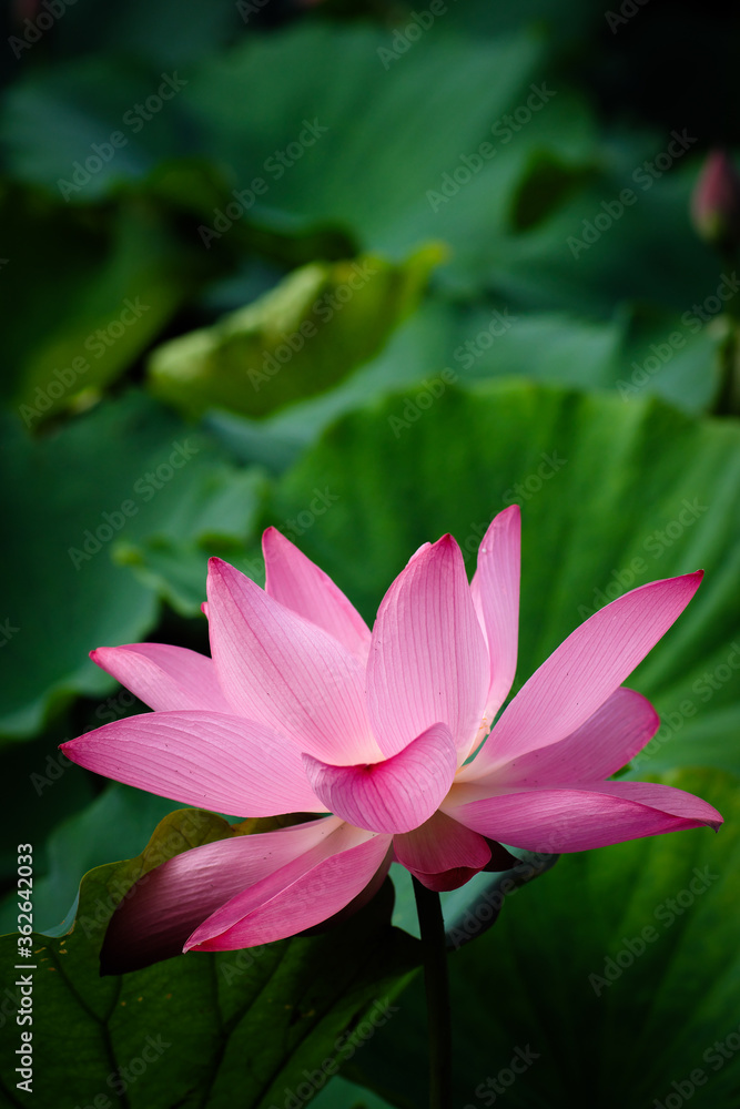 Lotus Flower at Taipei Botanical Garden in Taipei, Taiwan. Lotus Flower at Taipei Botanical Garden in Taipei, Taiwan.