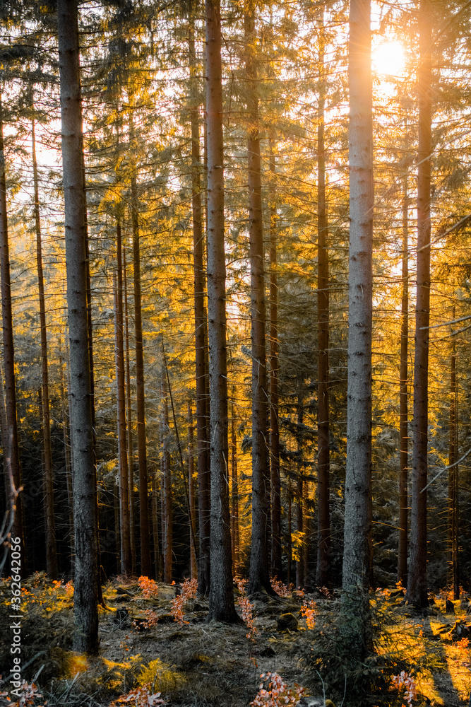 Beautiful natural nature sunset light in a idyllic forest with golden autumn light and peaceful scenery. Enjoy the mountain landscape. German places. Harz Mountains, Harz National Park in Germany. Beautiful natural nature sunset light in a idyllic forest with golden autumn light and peaceful scenery. Enjoy the mountain landscape. German places. Harz Mountains, Harz National Park in Germany.