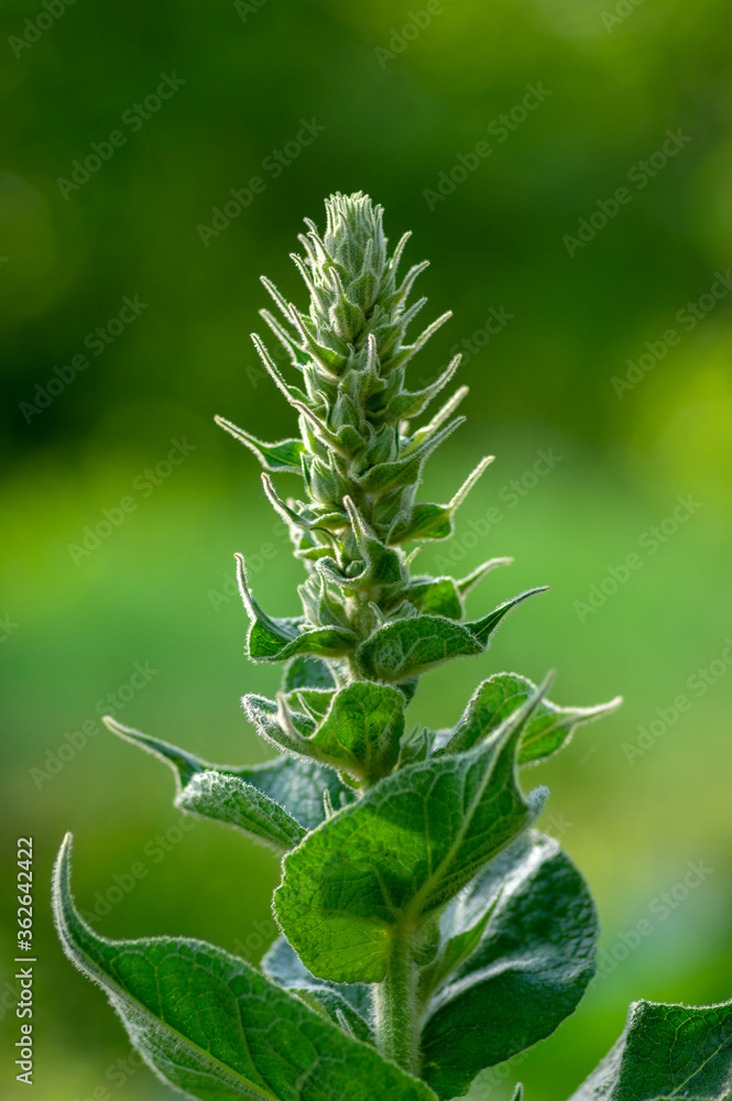 Verbascum densiflorum bright yellow denseflower in bloom, tall flowering herb medicinal plant, flowers and buds
