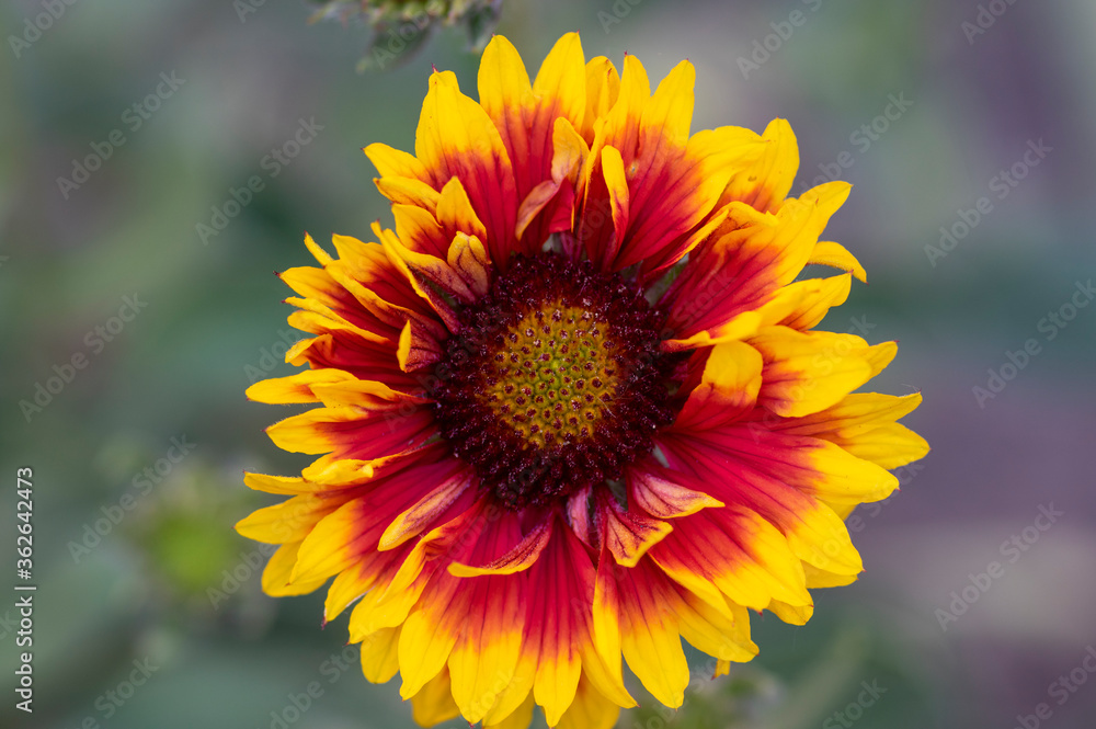 Gaillardia aristata beautiful flowering wild plant, red and yellow petals, blanketflower in bloom Gaillardia aristata beautiful flowering wild plant, red and yellow petals, blanketflower in bloom