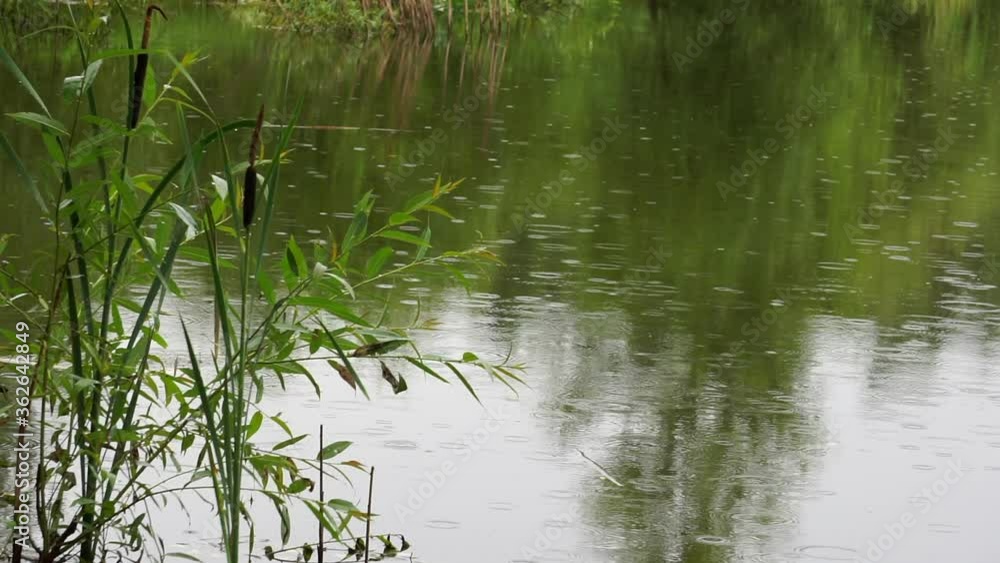 Rain on the lake. Drops of rain fall on the surface of a lake or river on a rainy day. Relax meditative nature video Rain on the lake. Drops of rain fall on the surface of a lake or river on a rainy day. Relax meditative nature video