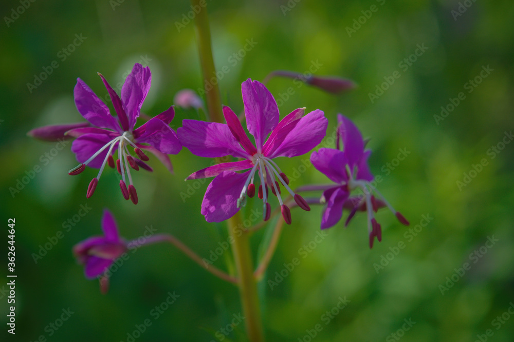 Bright purple fireweed flower on a blurred natural background close-up. Bright purple fireweed flower on a blurred natural background close-up.