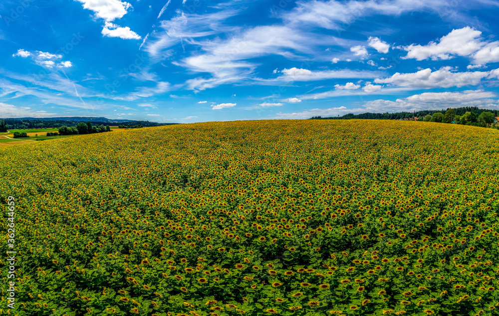 Sonnenblumenfeld in Grossaffoltern