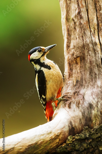 femaleGreat spotted woodpecker Dendrocopos major on old a trunk © michal