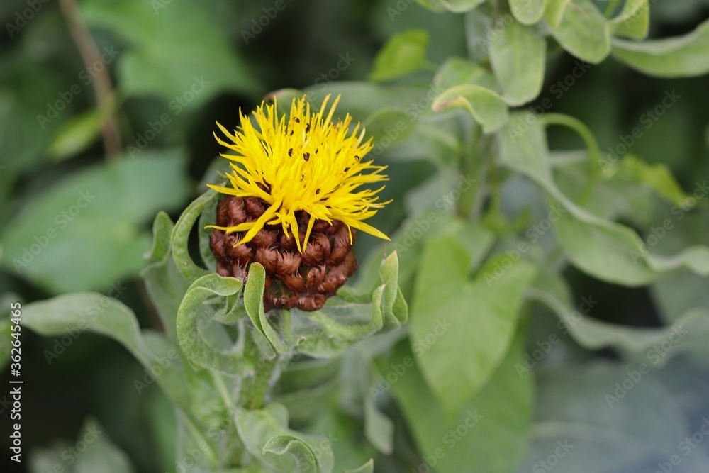 Blüte gelbe Flockenblume