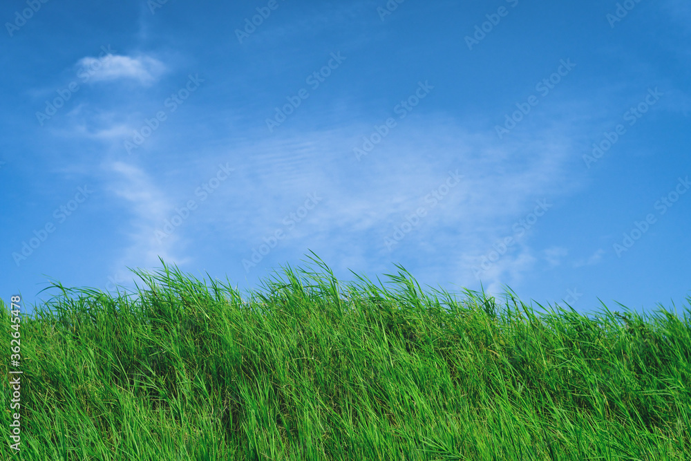 Grassland with Blue Sky in Summer Season, Background Material. Grassland with Blue Sky in Summer Season, Background Material.
