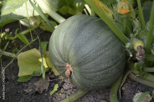 overgrown green pumpkin intended for cooking