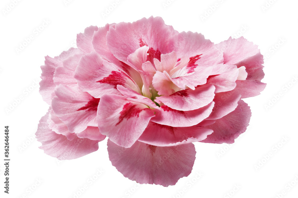 Flower on a white background for designers. Flower on a white background for designers.