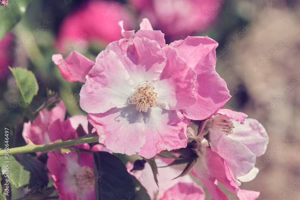 Photography Églantine , rose sauvage .
