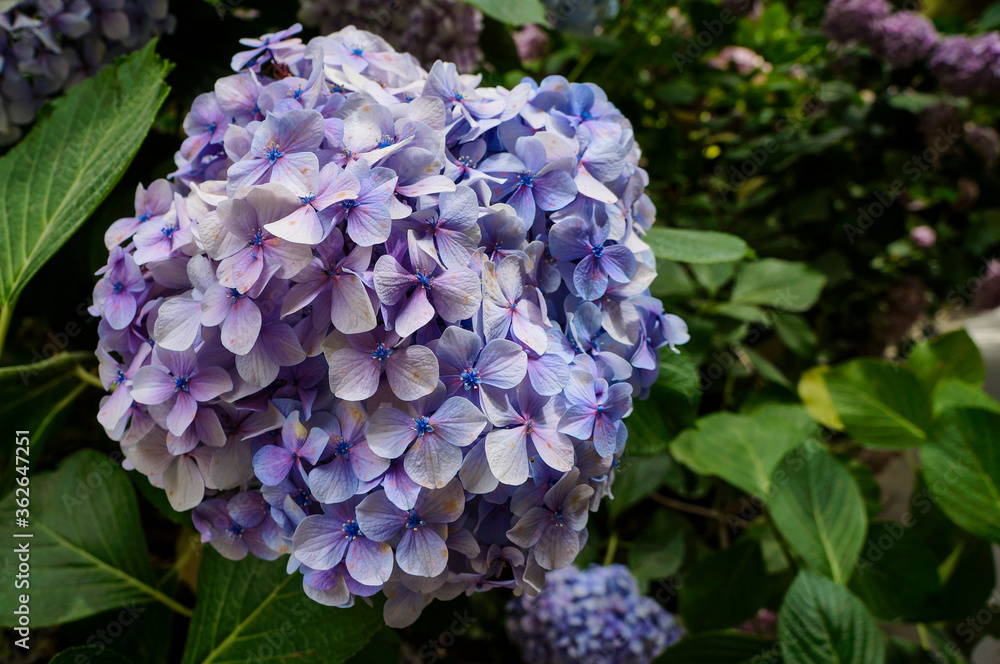 Hydrangea flowers in Sintra, Portugal Hydrangea flowers in Sintra, Portugal