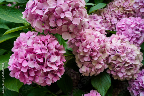 Hydrangea flowers in Sintra, Portugal