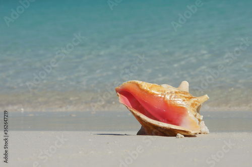 Conch shell on the beach - Bahmas Exumas