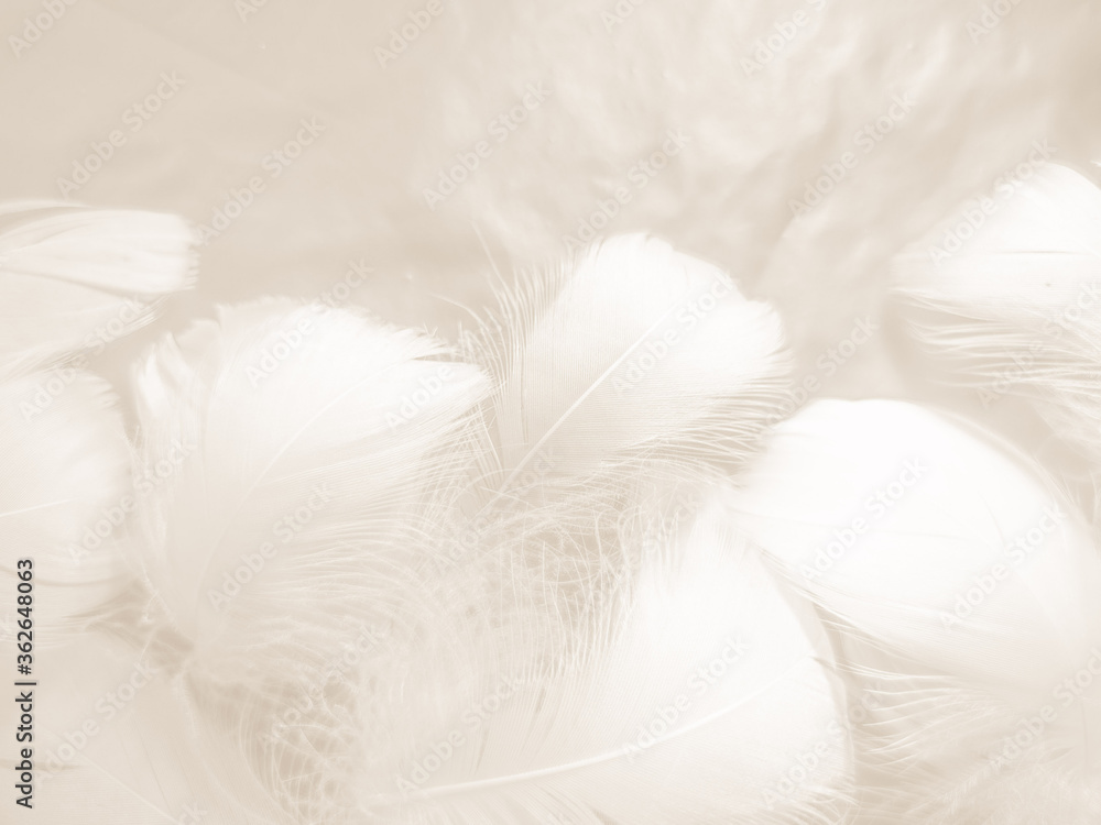 Beautiful abstract gray and white feathers on white background, soft brown feather texture on white pattern background, gray feather background Beautiful abstract gray and white feathers on white background, soft brown feather texture on white pattern background, gray feather background