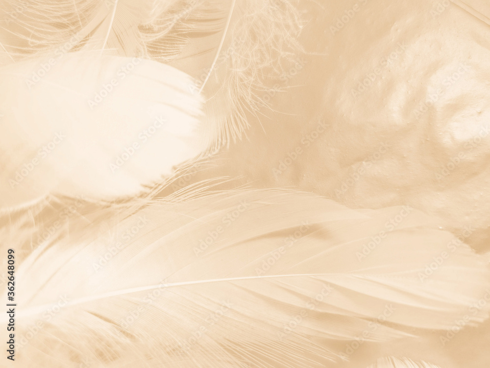 Obraz premium Beautiful abstract gray and white feathers on white background, soft brown feather texture on white pattern, yellow feather background