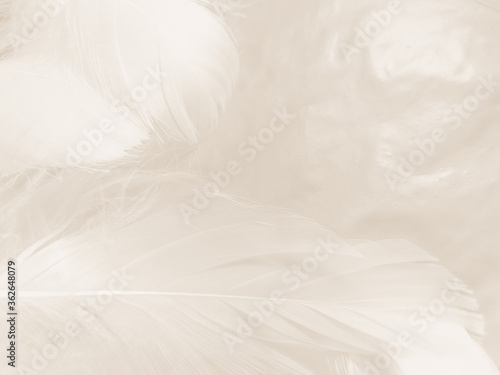 Beautiful abstract gray and white feathers on white background  soft brown feather texture on white pattern background  gray feather background