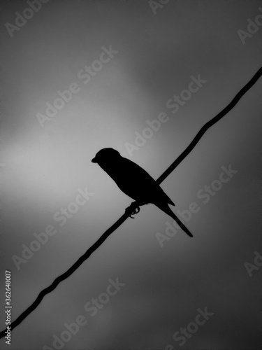 Bird on a wire on a background of gray sky